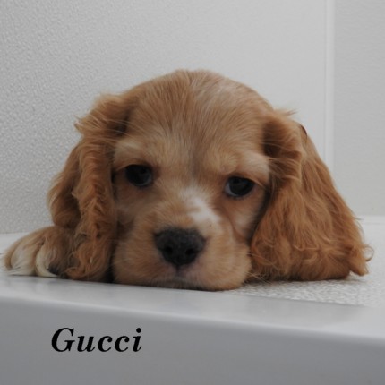 puppy, for, sale, Cocker Spaniel, Joe & Cherri  Overlease, dog, breeder, Miller, MO, dog-breeder, puppy-for-sale, forsale, nearby, find, puppyfind, locator, puppylocator, aca